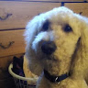 Meet your Posher, Roseann